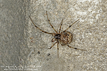 common house spider