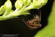 common house spider