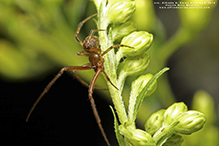 common house spider
