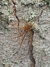 common house spider
