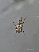 common house spider