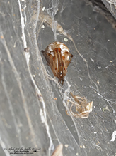 common house spider