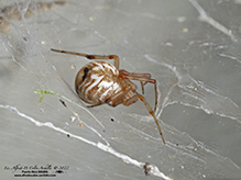 common house spider