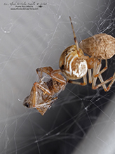 common house spider