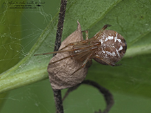 common house spider