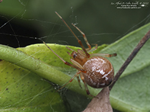 common house spider