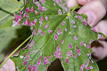 crimson erineum mite