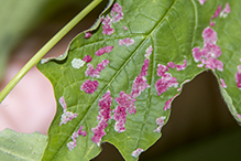 crimson erineum mite
