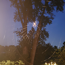 cross orbweaver