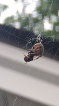 cross orbweaver