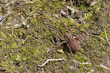 drumming sword wolf spider