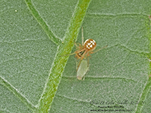 eastern long-legged cobweaver
