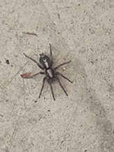 eastern parson spider