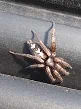 eastern parson spider