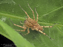 eastern spurred ghost spider