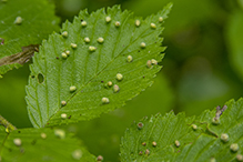 elm leaf gall mite