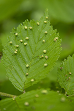 elm leaf gall mite