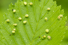 elm leaf gall mite