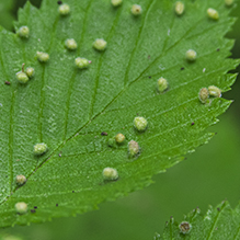 elm leaf gall mite