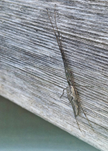 elongate stilt spider