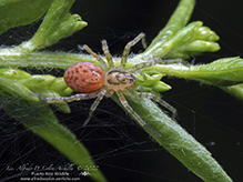 ghost spider (Anyphaena sp.)