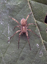 ghost spider (Anyphaena sp.)