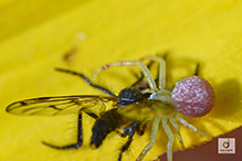 goldenrod crab spider