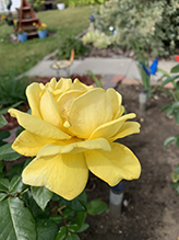 goldenrod crab spider