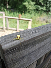 goldenrod crab spider