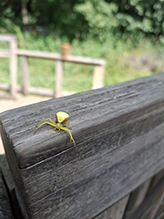 goldenrod crab spider