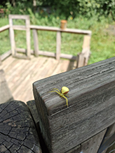 goldenrod crab spider