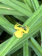 goldenrod crab spider