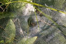 grass spider (Agelenopsis sp.)