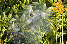 grass spider (Agelenopsis sp.)