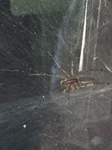grass spider (Agelenopsis sp.)