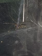 grass spider (Agelenopsis sp.)
