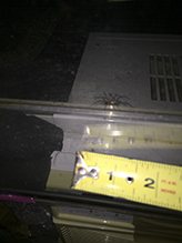 grass spider (Agelenopsis sp.)