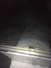 grass spider (Agelenopsis sp.)