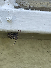 gray cross spider