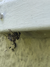 gray cross spider