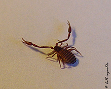 pseudoscorpion