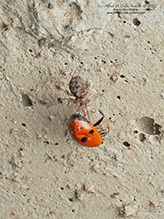 meshweaver (family Dictynidae) and convergent lady beetle