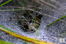 Potter’s grass spider