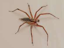 Potter’s grass spider