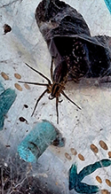 Potter’s grass spider