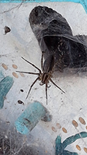 Potter’s grass spider