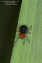 peatland sheetweb weaver
