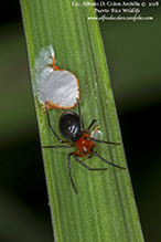 peatland sheetweb weaver