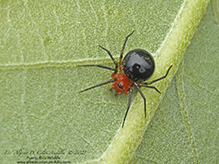 peatland sheetweb weaver