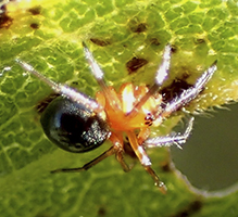 peatland sheetweb weaver